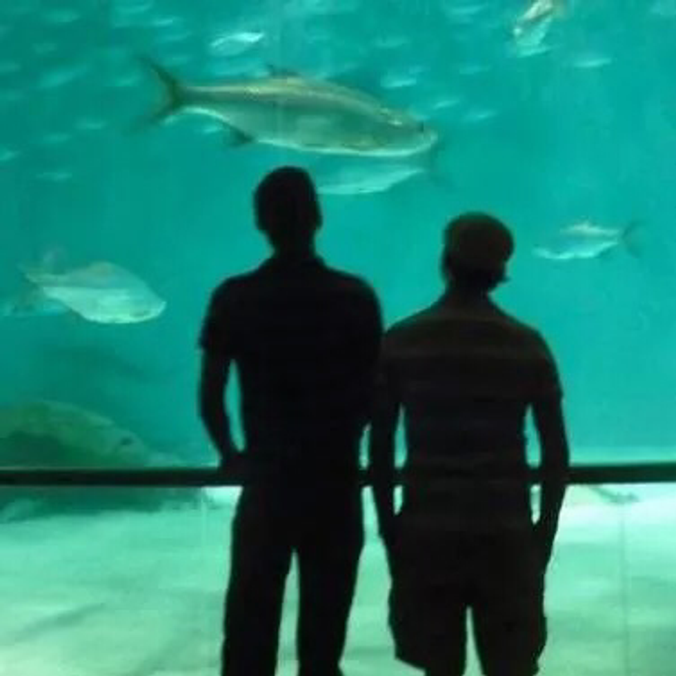 couple watching shark tank at aquarium