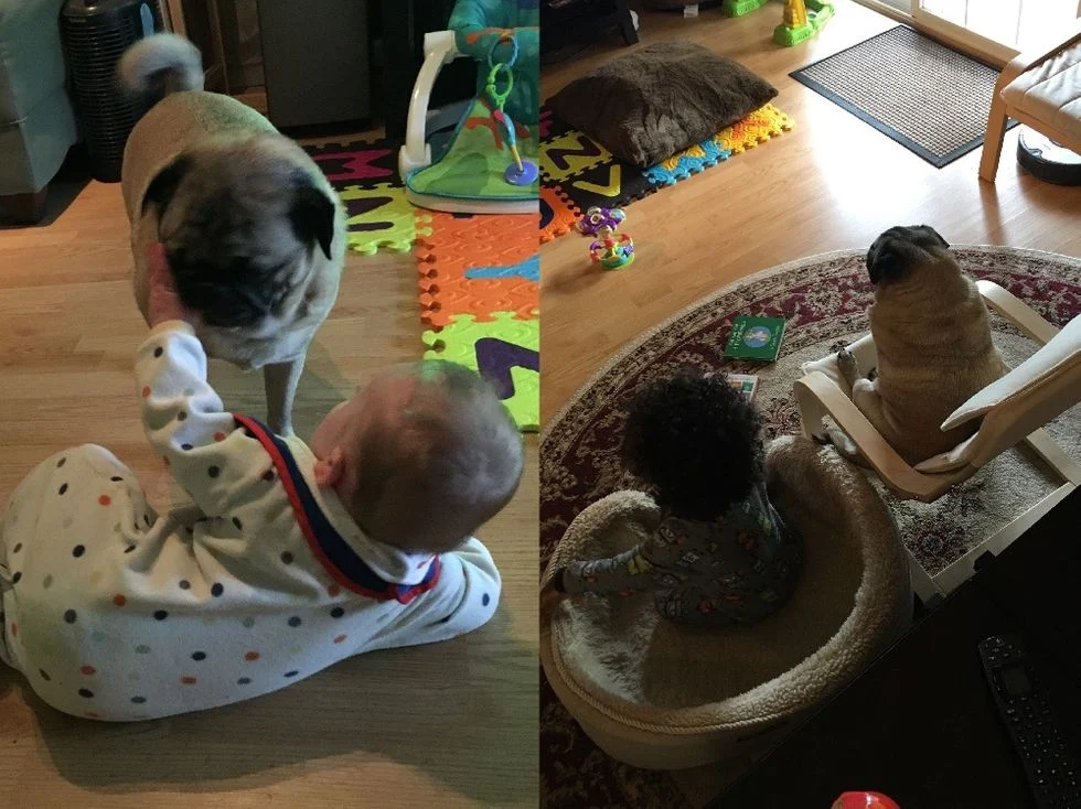 Side by side images first is a baby layirng down with a dog the second image is a toddler sitting in a chair next to a dog sitting in a chair