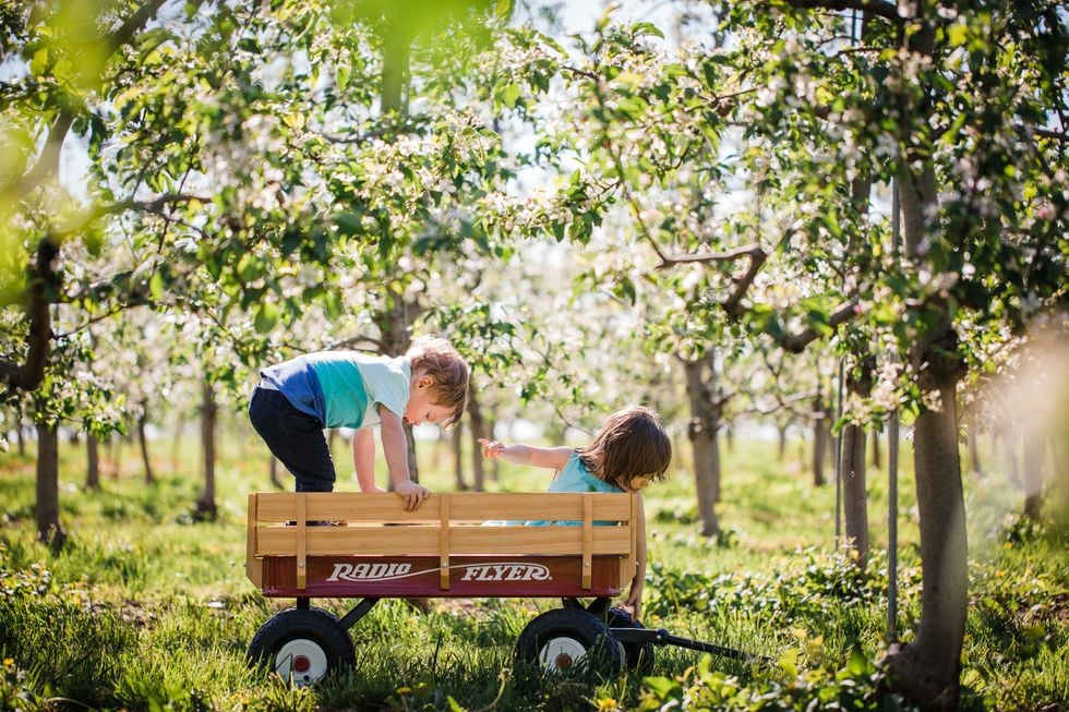Children in a wagon surrounded by trees